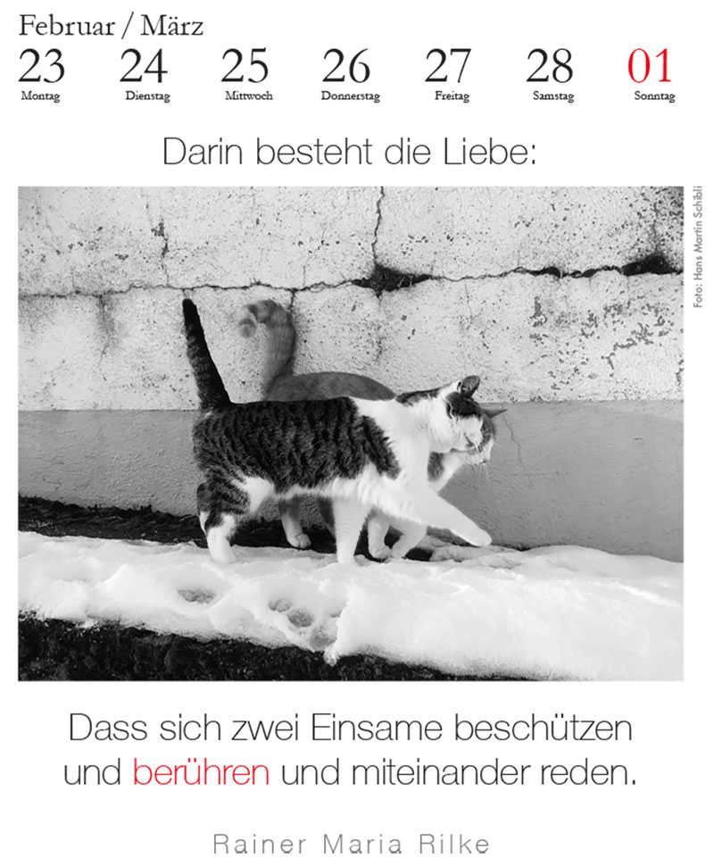 Der literarische Katzenkalender 2026 - innen