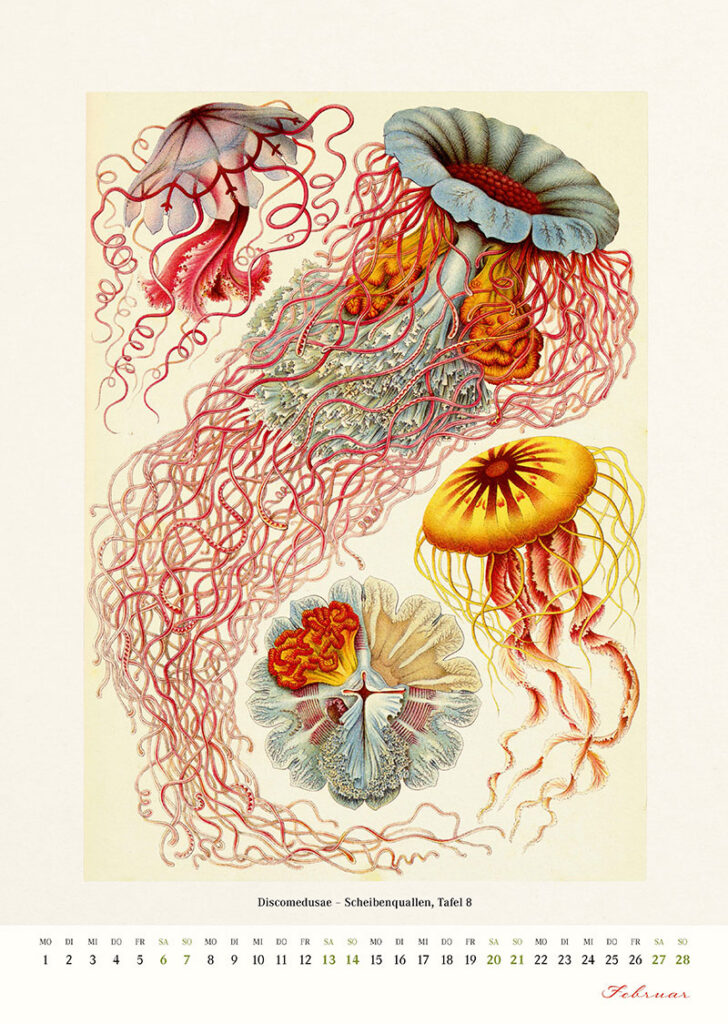 Kalender 2027: Ernst Haeckel - Layout