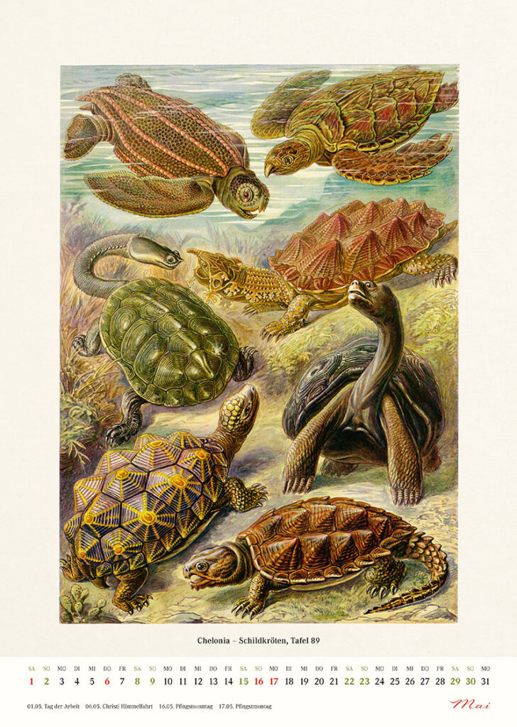 Kalender 2027: Ernst Haeckel - Layout